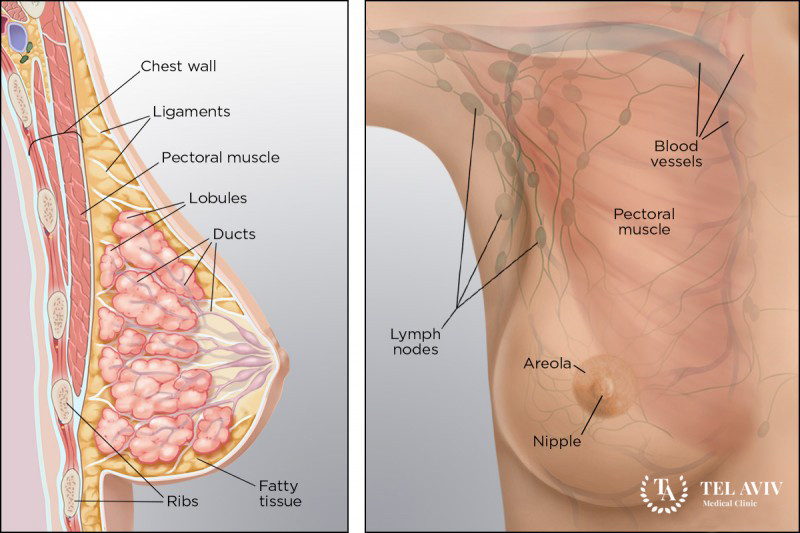 Маммология - что это?