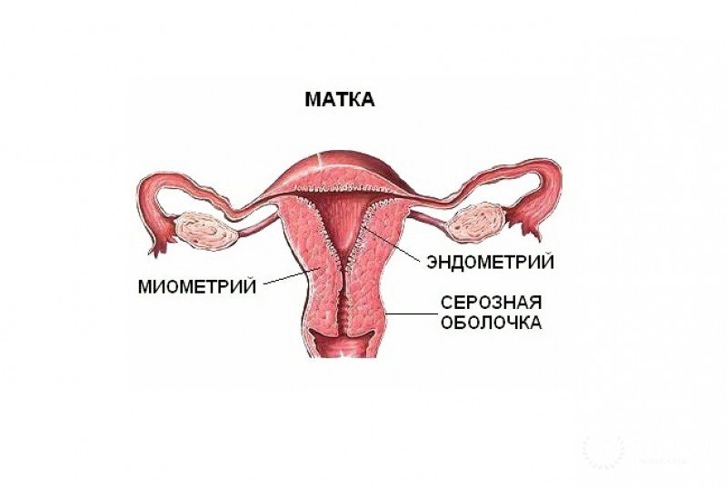 Серозная (папиллярная серозная) аденокарцинома матки - полная информация