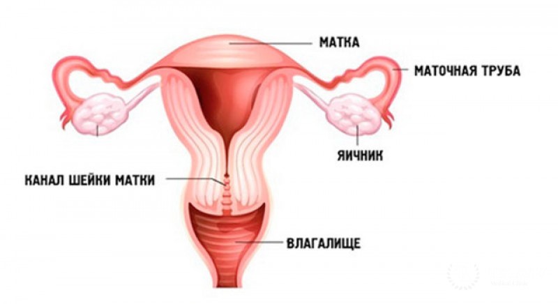 Лейомиосаркома влагалища - полная информация