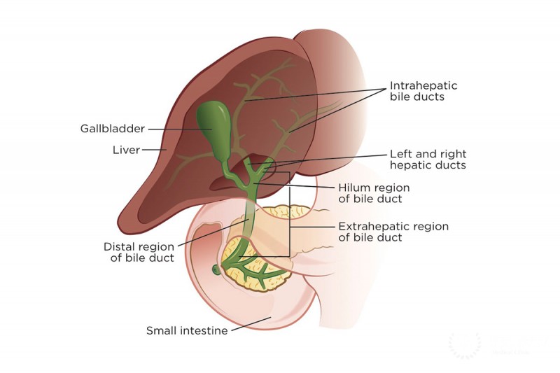 Nutrition and liver disease