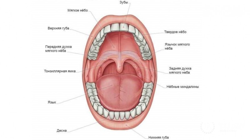 Опухоли полости рта: виды, диагностика, лечение