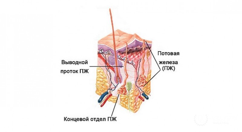 Образования потовых желез