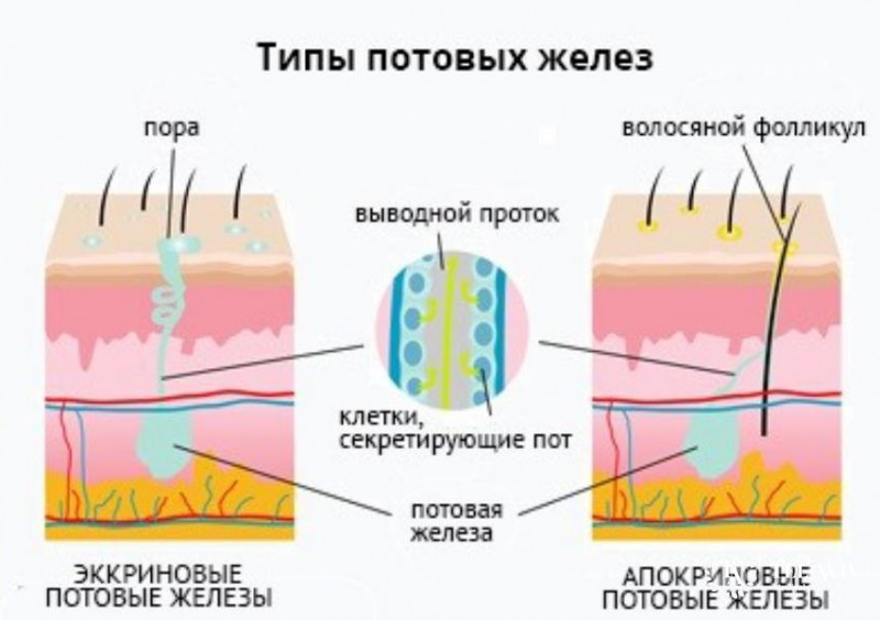 Эккринная порома