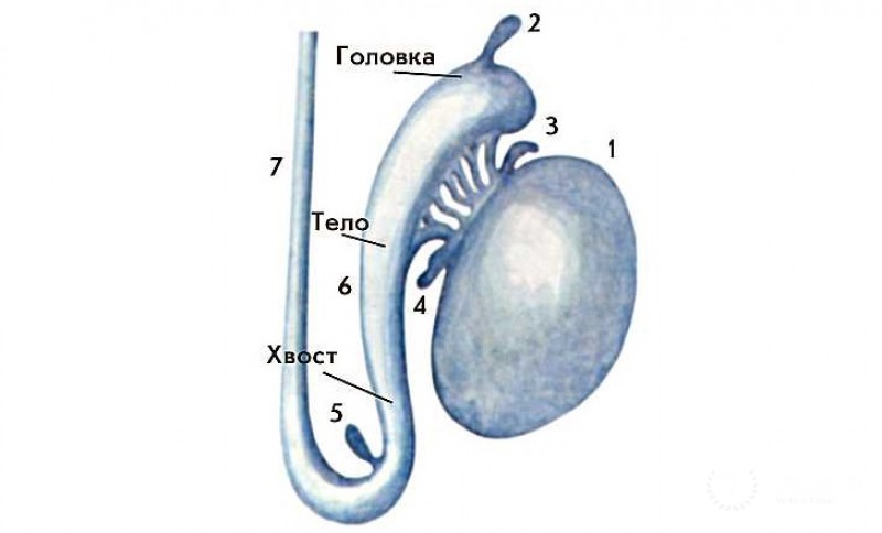 Гидатиды яичка и придатка