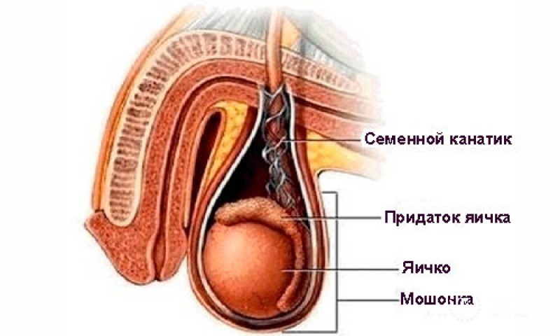 Семенной канатик