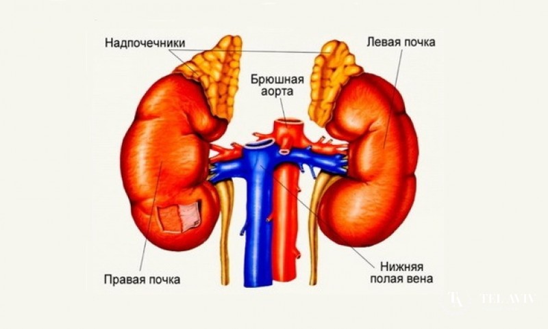 Кортикоэстрома