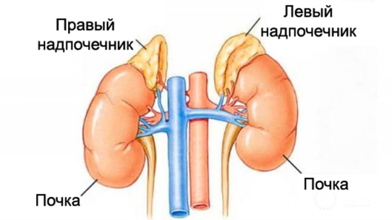Онкоцитарная аденома надпочечника