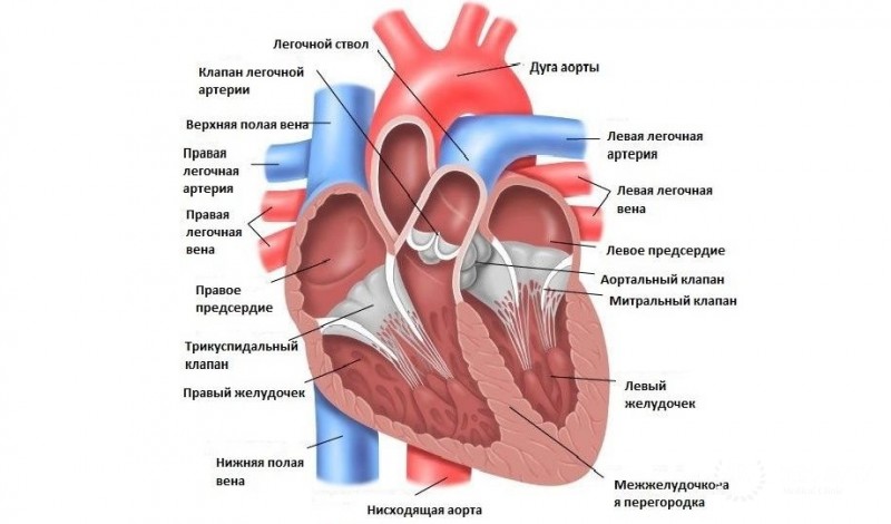 Липома сердца: общая информация