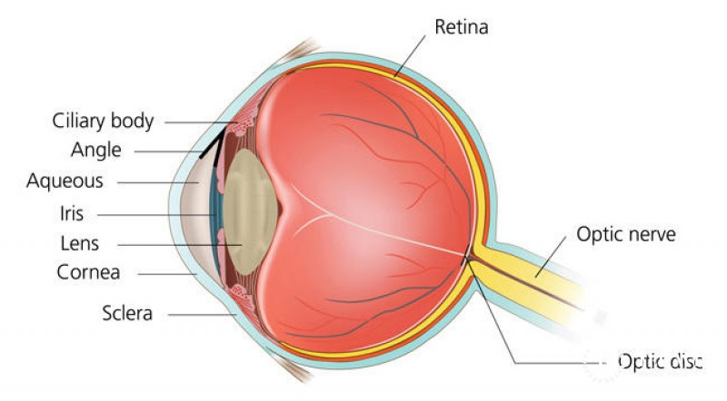 Anatomy of the Eye
