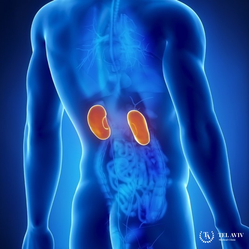 Сцинтиграфия почек. Общее.