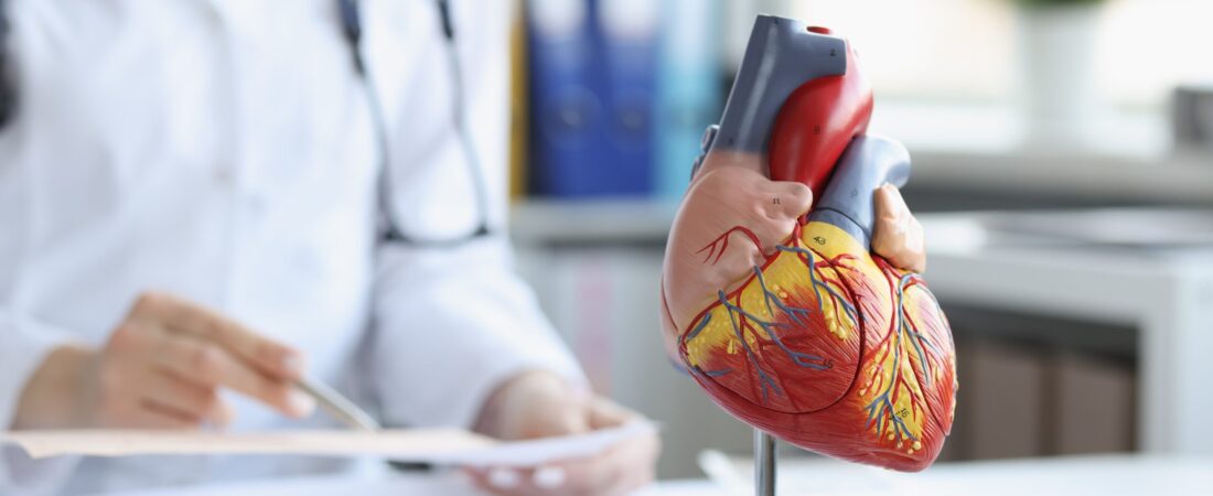 Anatomical model of the heart on the doctor's table, blurry